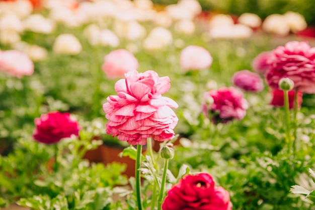 Free photo single flower fresh pink marigold in the garden