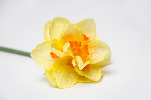 A single flower lies on a white background. yellow daffodil. spring flowers. dew drops on petals