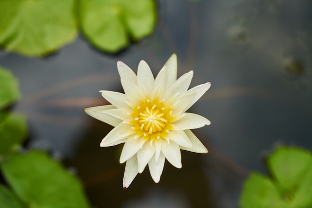 一輪の花春の背景屋外ガーデン