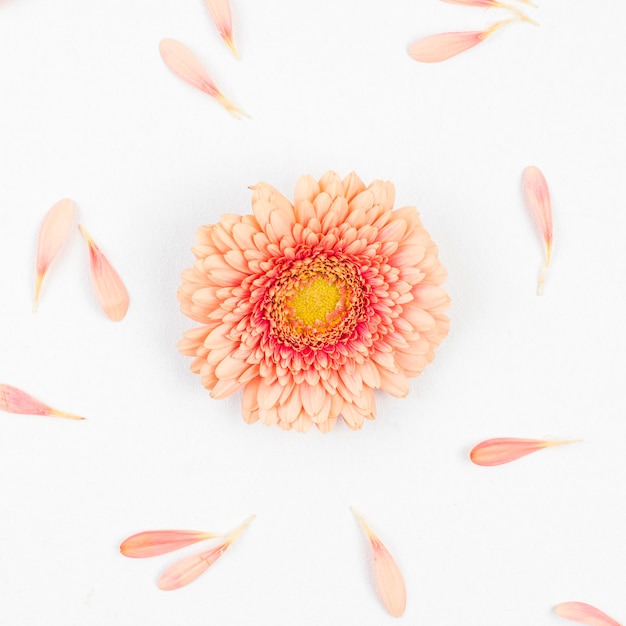 Single gerbera flower and petals on white backdrop