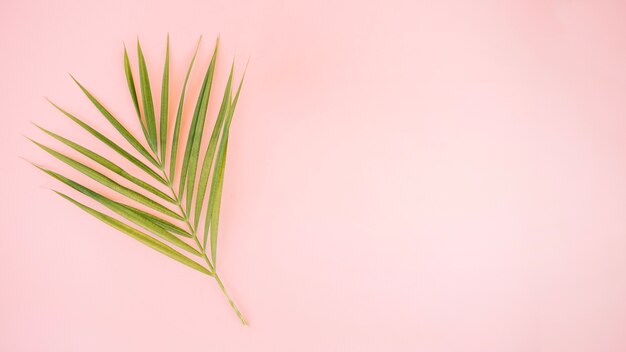 Single green leaf on pink