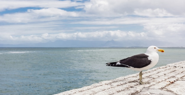 Одна чайка сидит на каменной стене гавани с видом на морской пейзаж позади в Кейптауне, Южная Африка