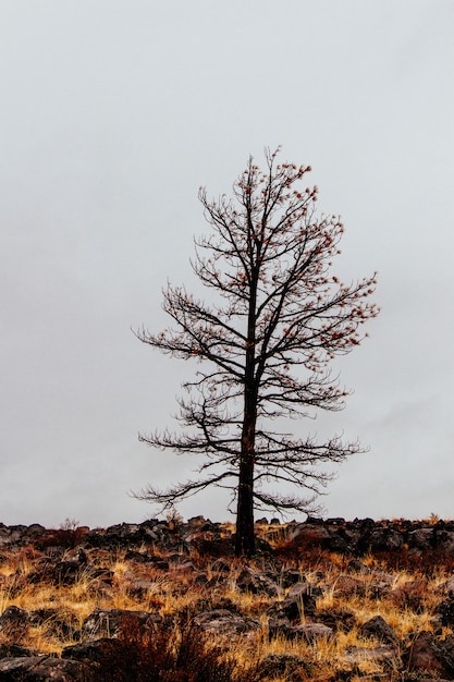 Single isolated leafless tree in a field