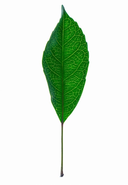 Single leaf isolated on a white surface
