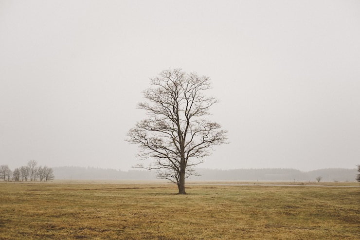 Free Photo a single lonely tree in a field in foggy field and grey sky