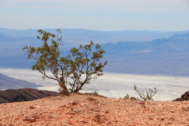 Одиночное мексиканское дерево pinyon в пустыне около моря окруженного высокими горами