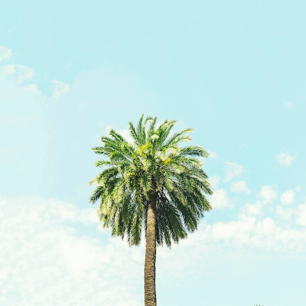 Single palm tree against blue sky