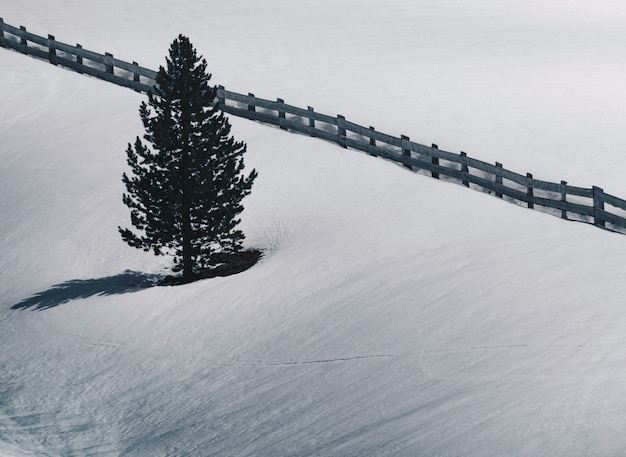 Single pine tree next to a wooden fence in a snow covered field