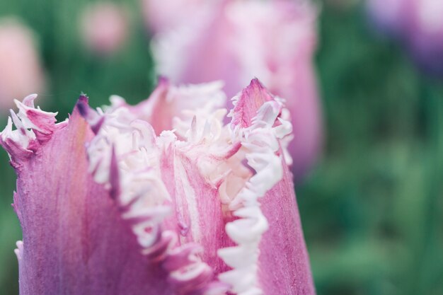 Single pink blooming tulip flower