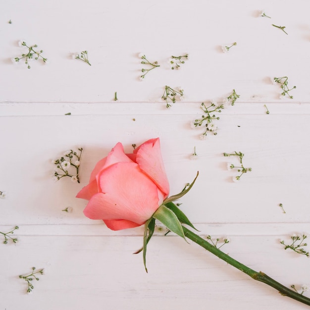 single pink rose with tiny cute flowers and white wooden background