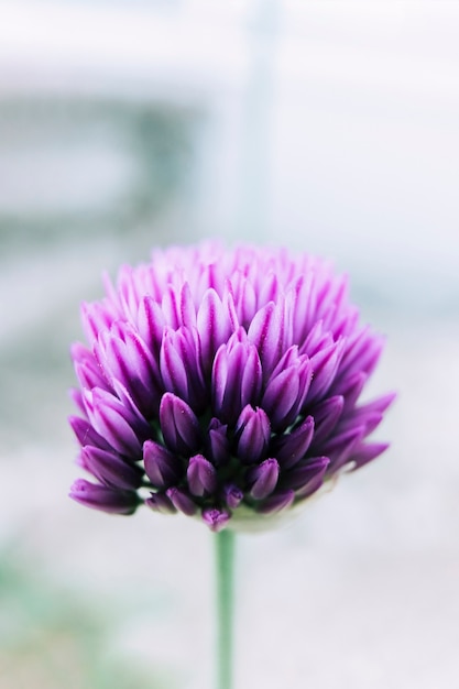 Single purple chrysanthemum flower