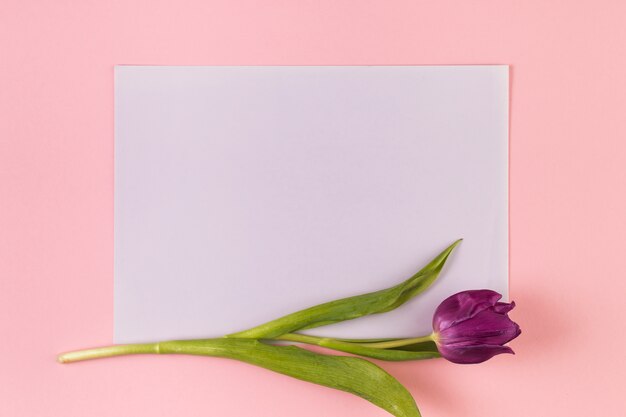 Single purple tulip on blank white paper against pink background