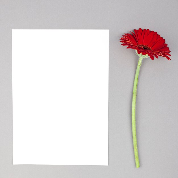 Single red gerbera flower with blank white paper on gray background