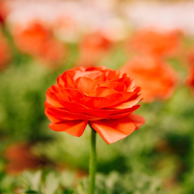 Single red ranunculus asiaticus flower in bloom