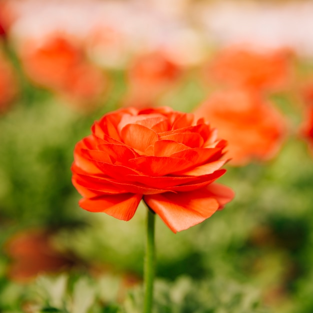 Single red ranunculus asiaticus flower in bloom