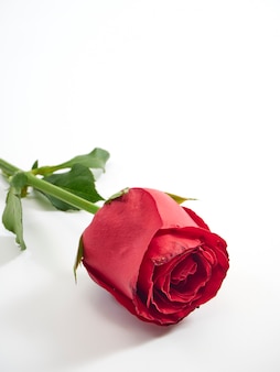 Одиночная красная роза на белом фоне