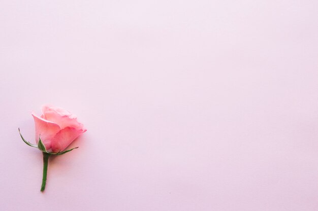 Single rose on pink