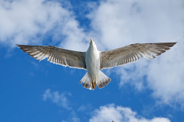 Single seagull flying with spread wings