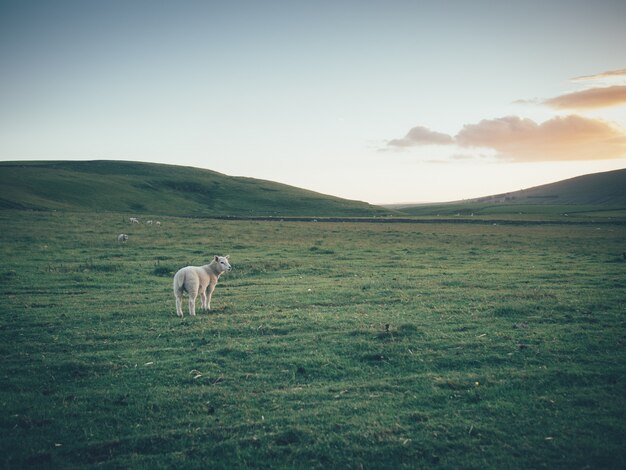 Single ship in a large beautiful green field with hills and beautiful sky