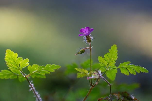 Single small purple flower growing on a green leaf