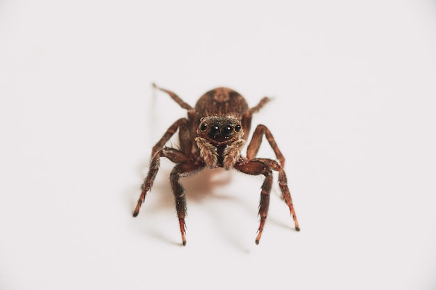 Single spider isolated on a white background