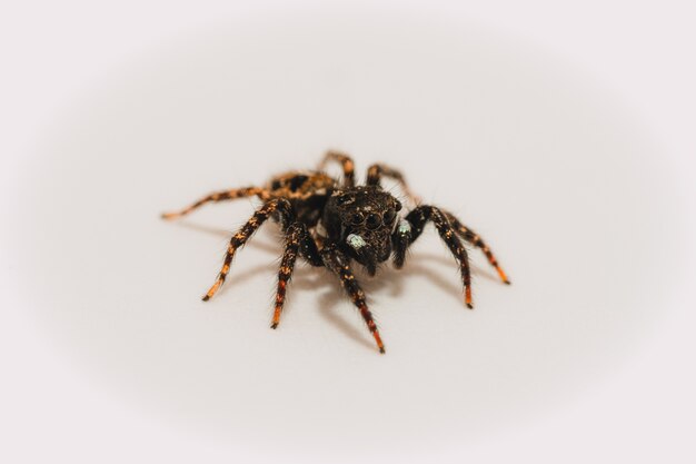 Single spider isolated on a white background