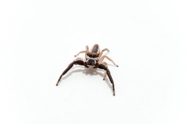 Single spider isolated