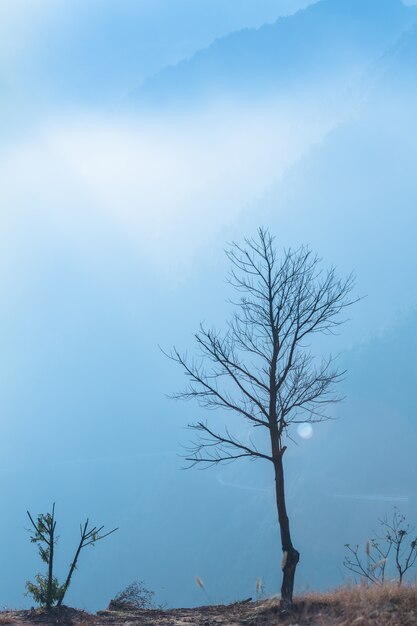 早朝の霧の中の一つの木