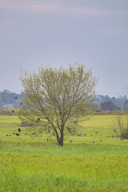 Single tree with birds on it in a green field