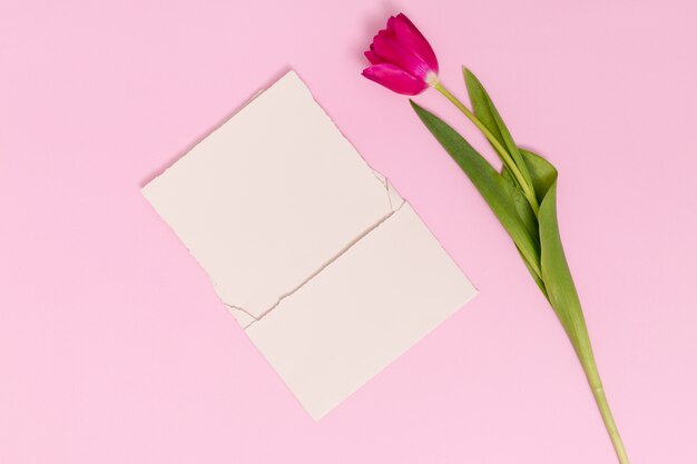 ピンクの背景の空白のカードを持つ単一のチューリップの花