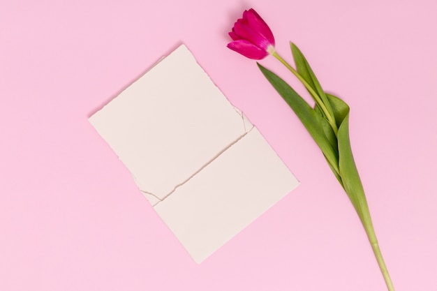 Single tulip flower with blank card against pink background