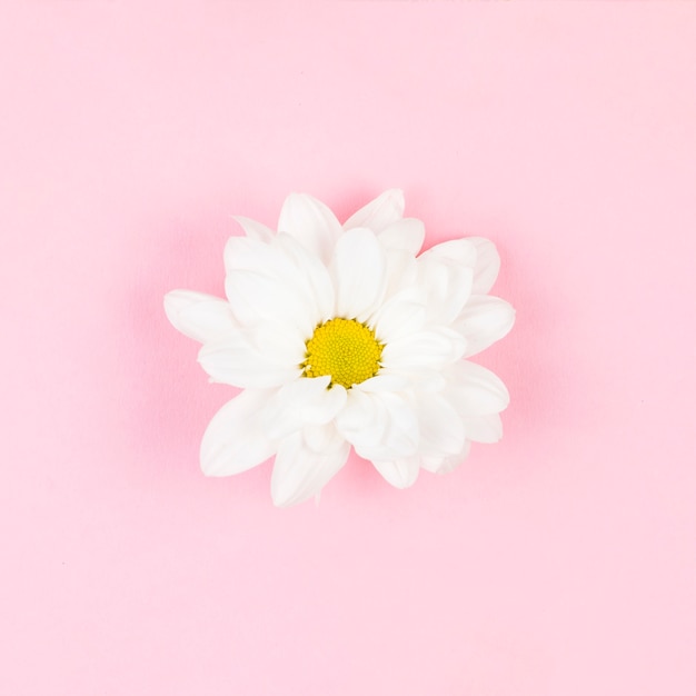 Free photo single white beautiful flower on pink background