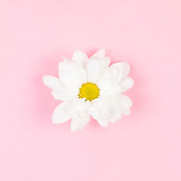 Одноместный белый красивый цветок на розовом фоне