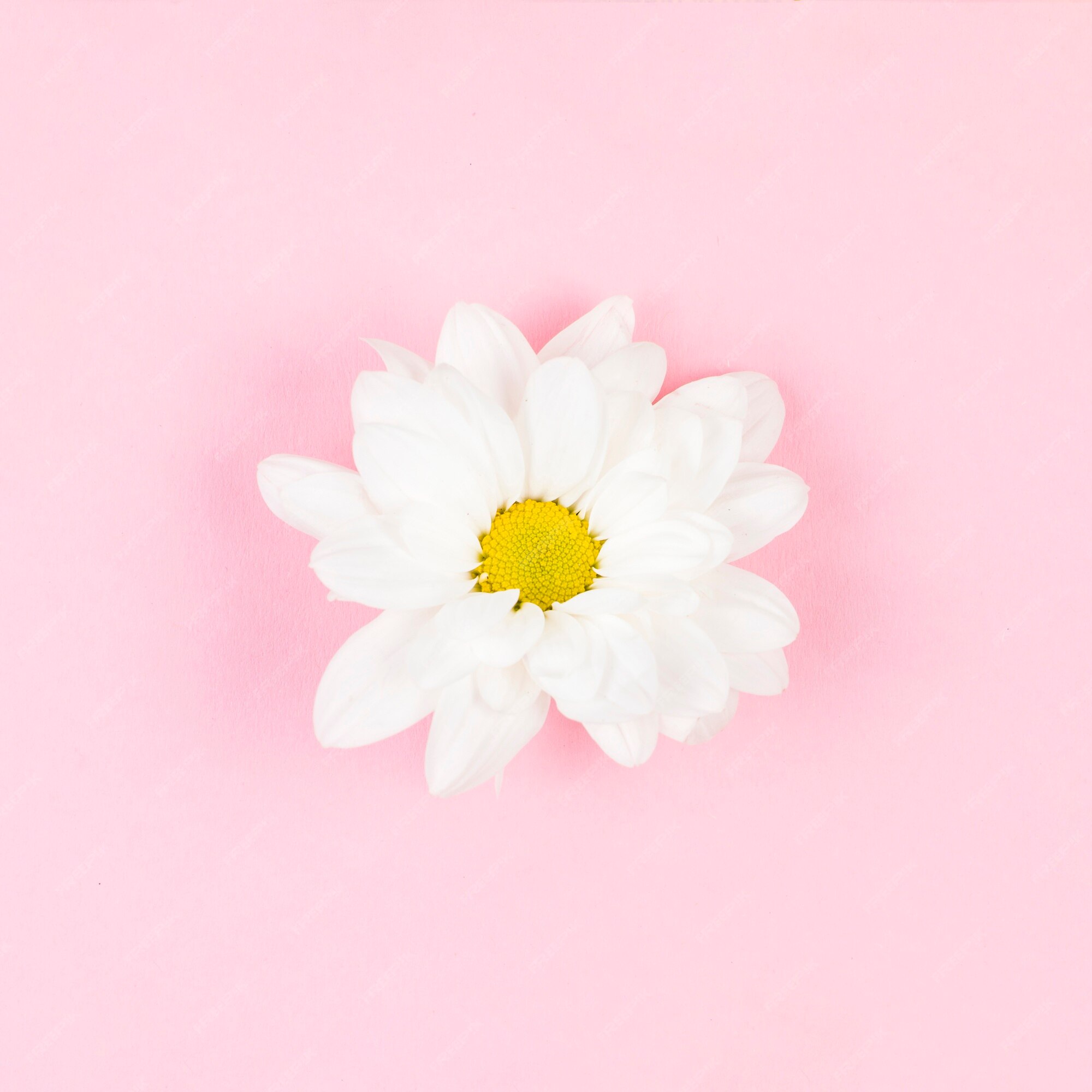Free Photo | Single white beautiful flower on pink background