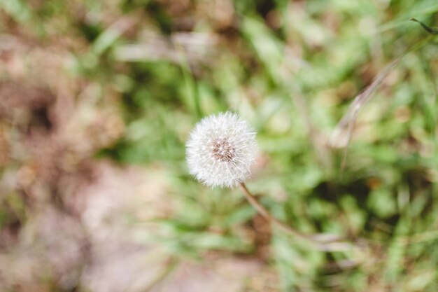 Single white dandelion and some grasses in the blurred