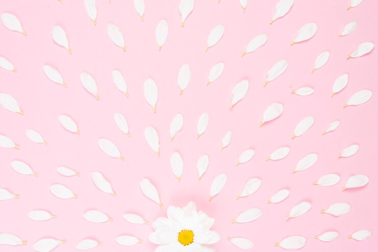 Free Photo single white flower with petals spread on pink background