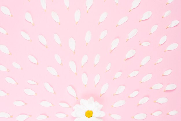 ピンクの背景に広がった花びらと白い花