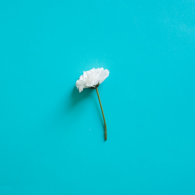 Одноместный белый цветок