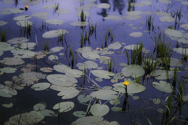 Free photo single yellow flower growing in a pond