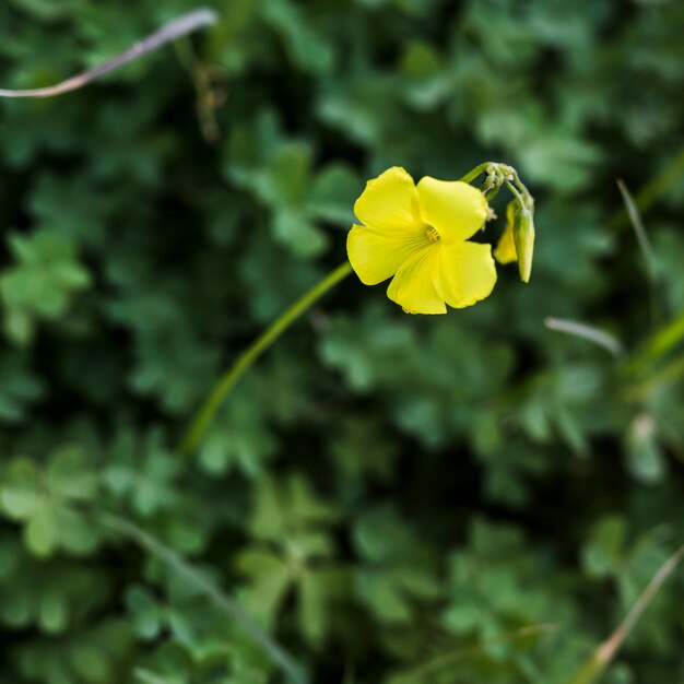 Single yellow flower with bud