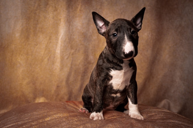 Free photo sitting black miniature bull terrier puppy