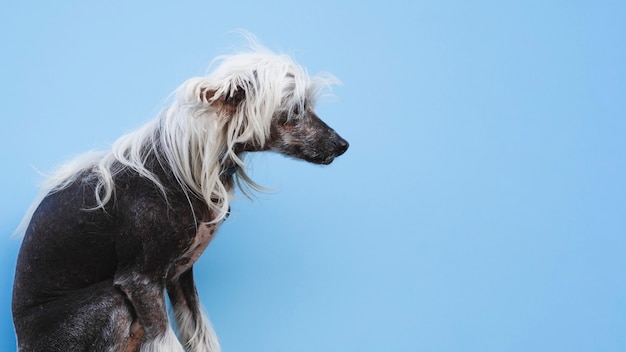 Sitting chinese crested dog with white hairstyle