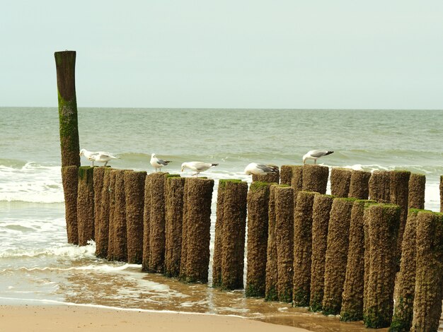 Шесть белых чаек, стоящих на деревянном материале на золотом песчаном пляже
