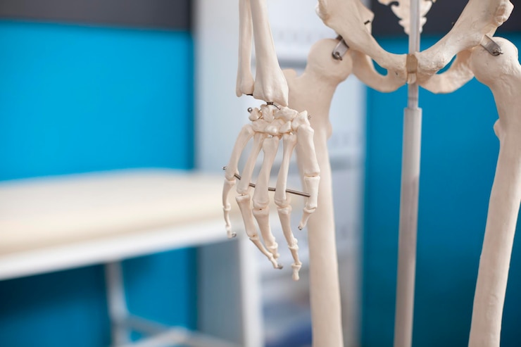 Free Photo skeletal hand closeup in empty clinic