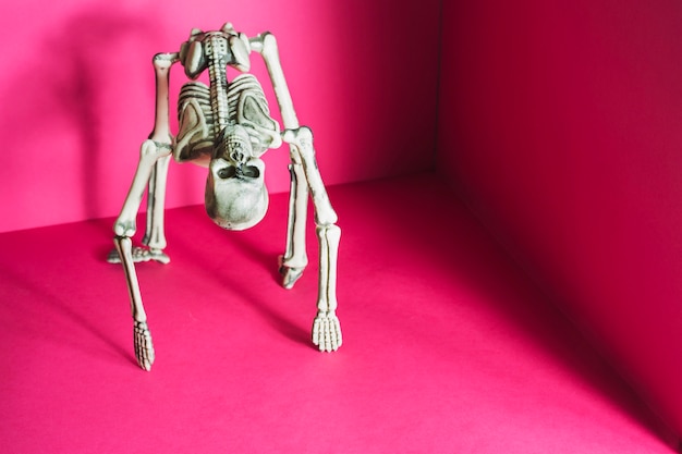 Free photo skeleton in bridge pose