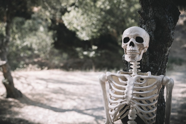 Skeleton leaned on tree in park