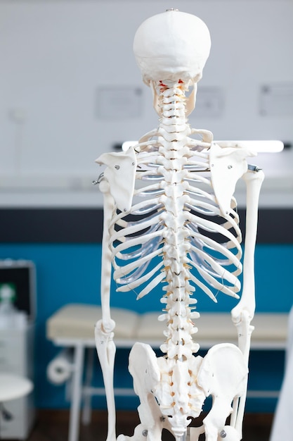 Skeleton model of human body standing in empty doctor office with nobody in it during osteopathy consultation used as medical equipment. back shot of anatomical structure. health care support services