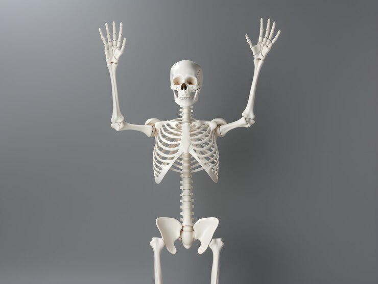 Free Photo skeleton in studio