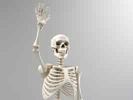 Free photo skeleton in studio