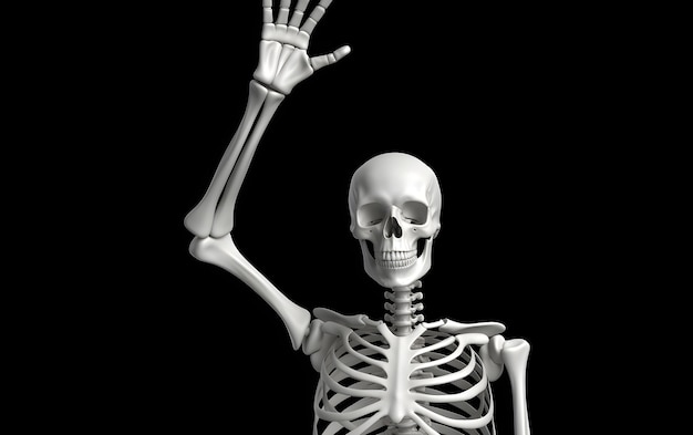 Free photo skeleton in studio